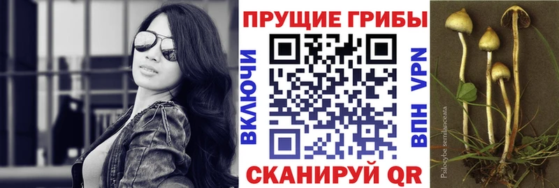 магазин продажи   Жуковский  ОМГ ОМГ   Галлюциногенные грибы Psilocybine cubensis 
